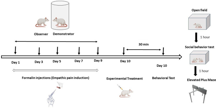 Timeline of the experimental procedures used in the present work