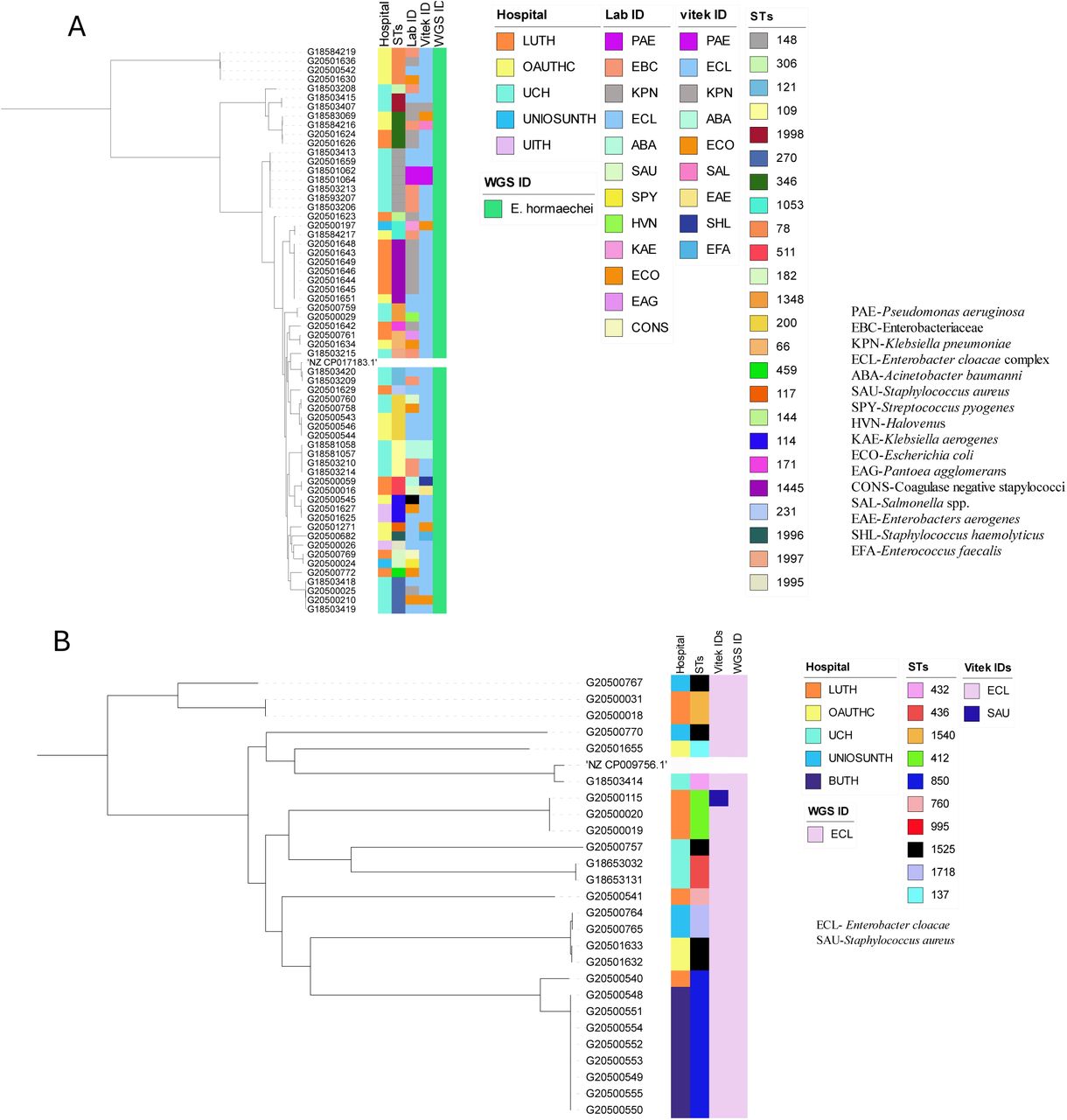 Initial Identification of the two most frequently-detected Enterobacter species by Reference and Sentinel Laboratories, whole genome sequence ID and their sequence types (a) Enterobacter hormaechei (b) E. cloacae