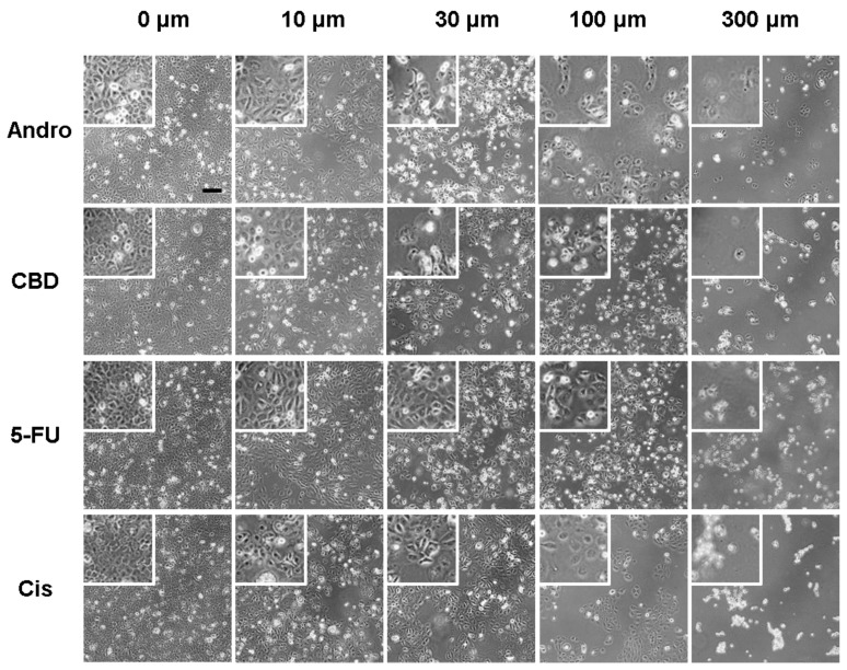 Typical phase-contrast images of SCC-25 cells cultured in 24-well cell culture plates 24 h after exposure to different concentrations (0, 10, 30, 100, and 300 µM) of anticancer compounds, andrographolide (Andro), CBD, 5-FU, and cisplatin (Cis). Five independent experiments were performed (n = 5). Cell number decreases as the compound concentration increases. Cells exhibit perceptibly distressed and shrunken morphology 24 h after exposure to 100 µM or 300 µM of any of the four anticancer compounds. Scale bar = 200 µm.