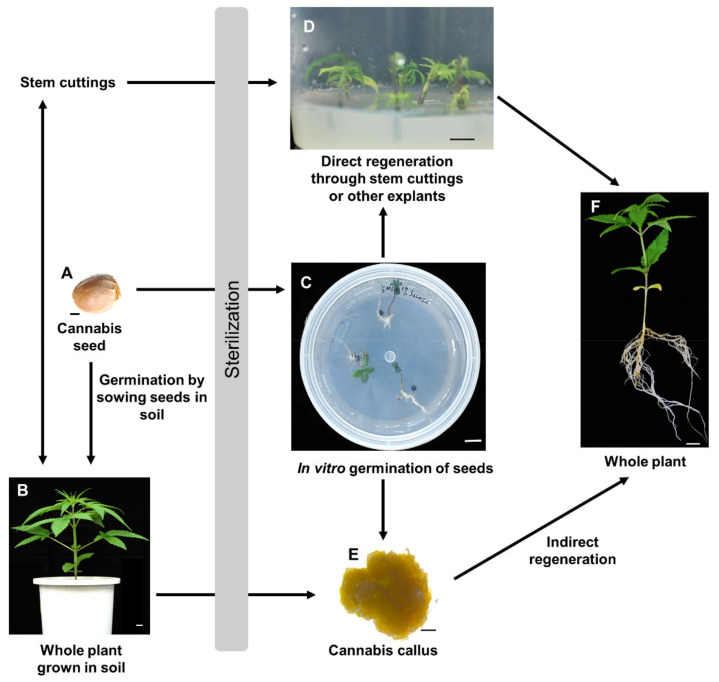 General procedure of Cannabis propagation. Germination of (A) Cannabis seeds can take place (Touret) in soil, as well as in sterile and optimal conditions to make (C) in vitro grown seedlings. Direct regeneration of Cannabis can be achieved through (D) stem cuttings in sterile conditions. It can also be achieved through culturing of the excised hypocotyl, cotyledon, and true leaves of (C) in vitro grown cannabis seedlings. The stem cuttings from a cannabis plant can also be used by breeders to cultivate multiple clones of the mother plant (B) in soil. Indirect regeneration of cannabis through (E) callus has been achieved by few researchers. The cannabis callus cells can be obtained by culturing explants from (B,C). Upon acclimatization procedures, in vitro grown seedlings will grow to (F) whole plant. Arrowhead shows direction of the propagation method. Scale bars: 2 mm (A,E), 1 cm (B–D).