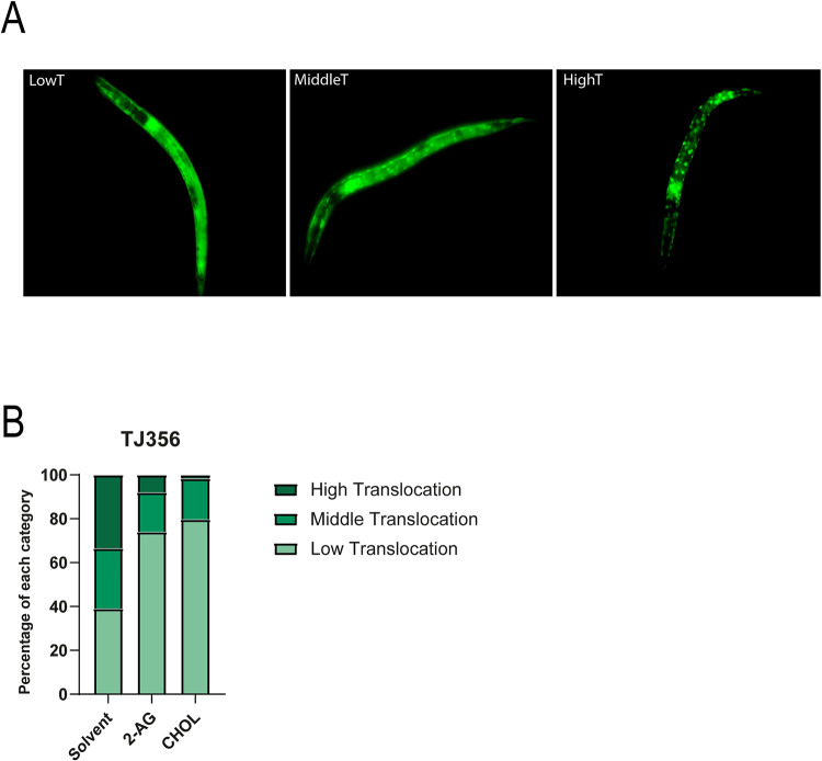2-AG signaling inhibits nuclear translocation of DAF-16 induced by cholesterol depletion.(A) DAF-16::GFP nuclear translocation group classification. Translocation categories were placed into 3 classes as shown in the picture. Animals which exhibited DAF-16::GFP nuclear accumulation between 0–10% of total DAF-16::GFP were classified as Low Translocation (LowT), 30–50% as Middle Translocation (MiddleT) and 70–90%, High Translocation (HighT). All animals shown are in a L2 larva stage. (B) Nuclear translocation of DAF-16::GFP in worms grown under normal cholesterol concentration (CHOL) and after cholesterol depletion for two generations in the absence (solvent) or presence of 2-AG. 69 individual worms were analyzed for the solvent condition, 66 for 2-AG and 64 for CHOL.