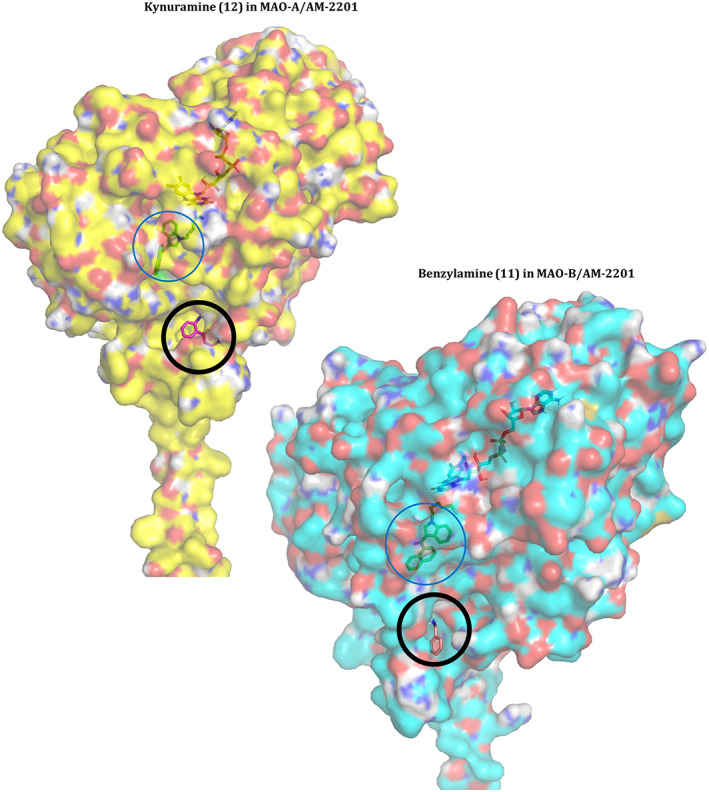 LEFT: Lowest energy binding pose of kynuramine (12, green) into the complex of AM‐2201 (4) in MAO‐A. RIGHT: Lowest energy binding pose of benzylamine (11, pink) into the complex of AM‐2201 (4) in MAO‐B. Compounds 11 and 12 can be seen on the outer surface of the MAO proteins, indicated by a black circle. AM‐2201 (4) is bound to the active site inside both proteins, indicated by a blue circle. The cofactor, FAD, can also be seen under the outer surface of the protein. Structure figures were generated using pymol (The PyMOL Molecular Graphics System, Version 2.4.1, Schrödinger, LLC).