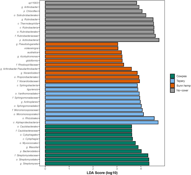 Horizontal bar chart showing LDA scores (log10) for various bacterial taxa across different cover crop treatments. Bars are color-coded for Cowpea (green), Tepary (blue), Sunn hemp (orange), and No-cover (gray), with a legend included.