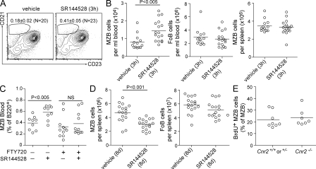 CB2 retains MZ B cells within the spleen. (A) Flow cytometry of blood from mice treated with vehicle or the CB2 antagonist SR144528 for 3 h. Dot plots are gated on B220+ cells. Numbers are means (±SD) of percentage of B cells in this gate for the indicated number of mice. P < 0.001. Data are representative of at least four independent experiments with at least four mice per group. (B) MZ B (MZB) cell and follicular B (FoB) cell counts from blood and spleen from mice treated as in A. Data are pooled from three independent experiments with four to six mice per group. (C) MZ B cells as percent of B220+ cells in blood from mice treated with vehicle or FTY720 for 1.5 h followed by vehicle or SR144528 for 3 h. Data are pooled from three experiments with two to five mice per group. (D) MZB and FoB cell counts per spleen from mice treated twice daily with SR144528 for 8 d. Data are pooled from four experiments with two to five mice per group. (E) BrdU-positive cells as percent of MZ B cells from Cnr2+/+, Cnr2+/−, or Cnr2−/− mice treated with BrdU in drinking water for 8 d. Data are pooled from three experiments with two to four mice per group. In all dot plots, dots indicate individual mice and lines indicate means.