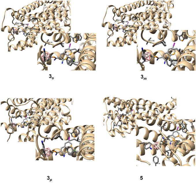 In silico investigation of the binding modes of compounds 3 o , 3 m , 3 p , and 5 based on docking studies. The highest‐ranked docked positions are shown together with amino acid residues (no interaction with Trp258 is observed for 3 o , 3 m , and 3 p ). Hydrogen atoms have been removed for clarity.