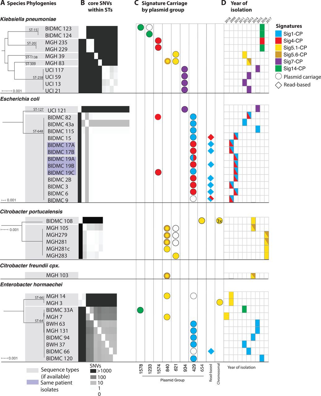 Carbapenemase-carrying signatures are found in diverse species, lineages, and plasmid backgrounds.a, Species phylogenies for all geographic signature-containing isolates from each species, showing sequence type (STs). b, Within each ST, core SNV distances are shown (heatmap). c, For each isolate, columns indicate plasmid content, and colored icons indicate signatures present on these plasmids. For the nested signatures 5.1-CP and 5.6-CP, a solid yellow circle indicates the presence of 5.1-CP only, whereas the yellow circle with a darker ring indicates the presence of both 5.1-CP and 5.6-CP. d, Year of isolation is marked for each, colored by signature content as in c.