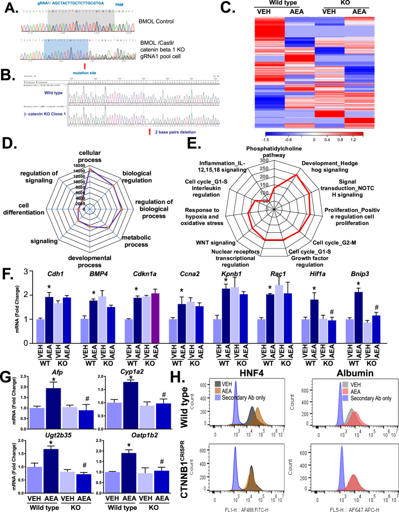 AEA induction of cellular differentiation in mouse HPCs is β-catenin-dependent.A Sequence of gRNA for targeting β-catenin in BMOL cells and sequencing of the pooled CRISPER library. B Characterization of β-catenin KO clone in BMOL cells by sequencing. C Gene expression analyses by RNA-seq, presented as a heatmap, in pooled samples of wild-type and Ctnb1CRISPR (KO) cells treated with vehicle (VEH) or AEA. D Radar plot of cellular processes significantly affected by AEA from transcriptome analyses of wild-type and β-catenin KO HPCs. E Radar plot of AEA-induced (>1.5-fold increase) genes in wild-type HPCs, which were not similarly induced by AEA in KO cells. F Verification of the induction of selected genes from the AEA-induced pool by real-time PCR (n = 3/groups, P < 0.05 compared to vehicle (VEH) in wild-type (*) or KO cells (#); G Real-time PCR analyses of genes involved in hepatocyte maturation (Afp, Cyp1a2, Ugt2b35 and Oatp1b2) in wild-type and β-catenin KO BMOL cells (n = 3/groups, P < 0.05 compared to vehicle in wild-type (*) or β-catenin KO BMOL cells (#)). H Flow cytometry analyses of intracellular HNF4 and albumin in wild-type and Ctnnb1CRISPR BMOL cells treated with vehicle or AEA for 5 days: decrease in hepatocyte-like cell marker HNF4 and albumin in Ctnnb1CRISPR cells.