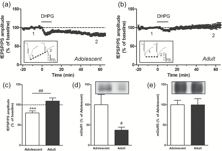 The group I metabotropic glutamate receptor (mGluR) agonist ((S)-3,5- dihydroxyphenylglycine) (DHPG) induces long-term depression (LTD) in the nucleus accumbens (NAc) of adolescent but not adult mice. Time course of the effect of DHPG (100 µM for 10 minutes) on the mean (± SEM) amplitude of the field excitatory postsynaptic potentials/population spike (fEPSP/PS) measured in the NAc, expressed as a percentage of baseline, in n=14 slices from adolescent mice (a) and n=16 slices from adult mice (b). Insets show records of fEPSP/PSs measured in 2 slices at the time points indicated on the graphs. Average magnitude of DHPG-induced inhibition measured 55 to 60 minutes after the start of the perfusion of DHPG in slices from adolescent and adult mice (c). ***P<.001 compared with baseline (paired Student’s t test); ##P<.01 (unpaired Student’s t test). Protein levels of mGluR1 (d) and mGluR5 (e) in the NAc of adolescent (n=12) and adult (n=8) mice. #P<.05 (unpaired Student’s t test).