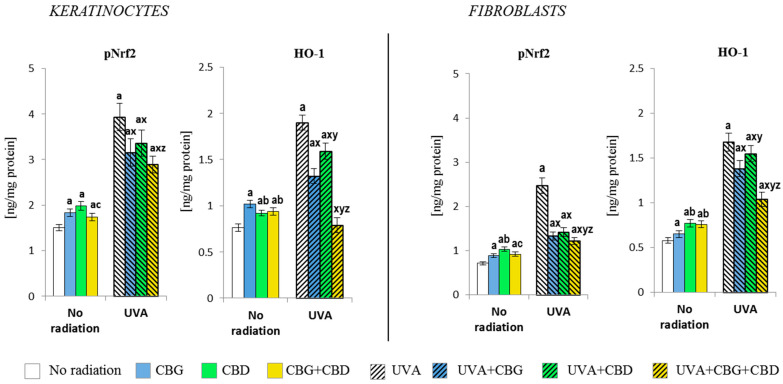 Effects of cannabigerol (CBG) (1 µM) or/and cannabidiol (CBD) (5 µM) on phorylated Nrf2 (p-Nrf2) and heme oxygenase-1 (HO-1) generation in keratinocytes and fibroblasts exposed to UVA radiation (30 J/cm2 and 20 J/cm2, respectively). The mean values ± SD of five independent experiments are presented. The statistically significant differences in keratinocytes and fibroblasts are expressed as follows: a—indicates a comparison to the control group; p ≤ 0.05; b—indicates a comparison to the CBG group; p ≤ 0.05; c—indicates a comparison to the CBD group; p ≤ 0.05; x—indicates a comparison to the UVA radiation; p ≤ 0.05; y—indicates a comparison to the UVA+CBG (only in UVA part); p ≤ 0.05; z—indicates a comparison to the UVA+CBD; p ≤ 0.05.