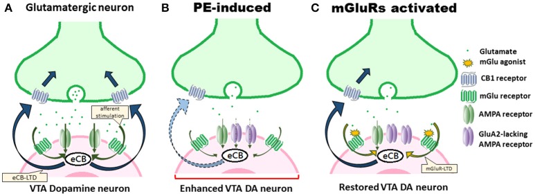 PE-induced alterations of eCB signaling and excitatory synaptic plasticity in VTA DA neuron underlie positive reinforcement. (A) Under normal conditions, eCB-LTD is induced by afferent stimulation, resulting in eCB synthesis. eCBs then activate CB1 receptors. (B) PE exposure persistently alters eCB signaling, impairs eCB-LTD, downregulates CB1 receptors, and thus results in the enhanced excitability of VTA DA neurons that underlie positive reinforcement states that promote addiction-related behaviors. Upregulation of AMPA receptors, including the polyamine-lacking receptors, and the decreased glutamate stimulation further contribute to an occlusion effect on the eCB signaling. (C) Drug-induced adaptations can be counteracted by using mGlu receptor agonists, signaling eCB production, leading to rescue of eCB-LTD and restoration of augmented excitatory synaptic strength in VTA DA neurons.