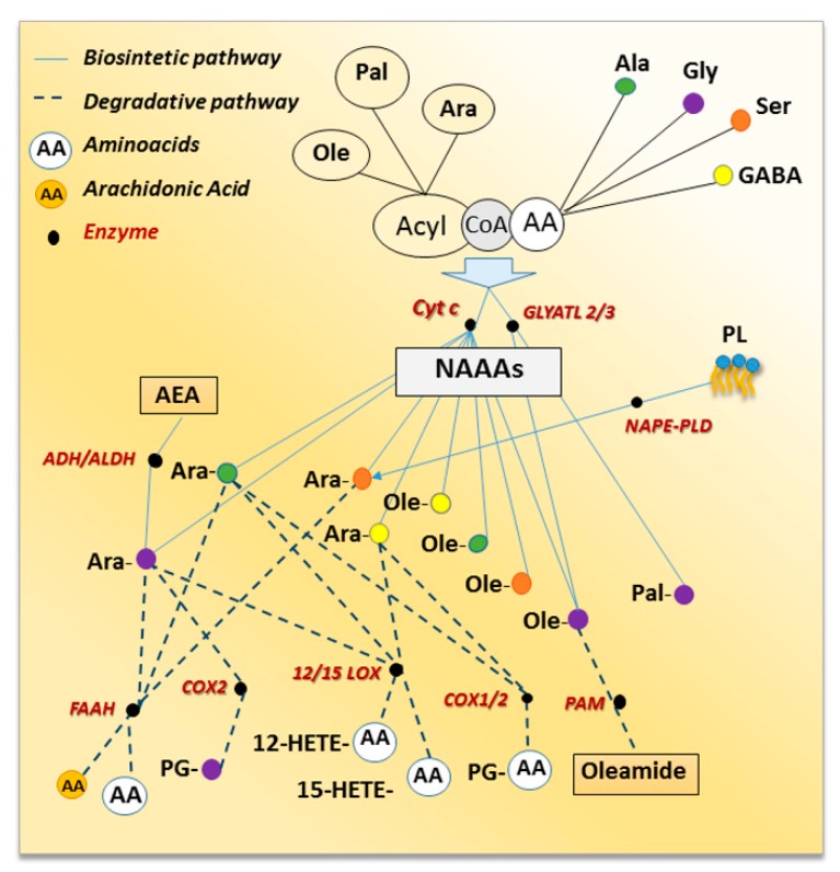 Schematic network of NAAAs metabolic routes, which shows interaction between biosynthetic (solid lines) and degradative (dot lines) pathways. Enzymes are black circles; white color represents all the amino acids while colored circles are the amino acids detailed in the test.