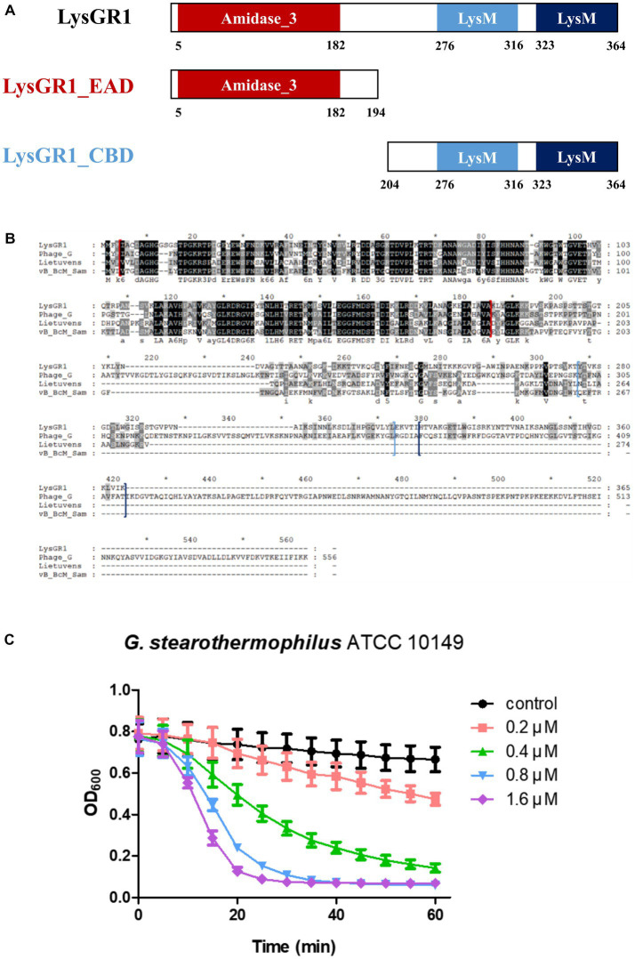 Modular structure of a novel endolysin LysGR1. (A) Schematic representation of LysGR1 and its EAD and CBD. LysGR1 has a conserved amidase domain as an EAD at the N-terminus and tandem repeats of LysM motifs as a putative CBD at the C-terminus. LysGR1_EAD contains only an amidase-3 domain, and the CBD construct contains two LysM domains. (B) Amino acid sequence alignment of LysGR1 with other endolysins from Bacillus and Sporosarcina infecting phages. Phage_G: N-acetylmuramoyl-L-alanine amidase from Bacillus megaterium phage G, Lietuvens: N-acetylmuramoyl-L-alanine amidase from Sporosarcina phage Lietuvens, vB_BcM_Sam: N-acetylmuramoyl-L-alanine amidase from Bacillus phage vB_BcM_Sam112. Each domain of LysGR1 indicated with colored square bracket: red: Amidase_3; light blue: first LysM; dark blue: second LysM. Conserved residues are shaded in black and gray (dark gray: > 70% conserved; light grey: > 40% conserved). (C) Dose-dependent lytic activity of recombinant LysGR1 against G. stearothermophilus ATCC 10149 cells.