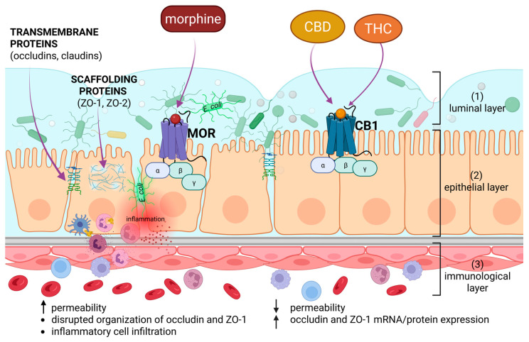 Simplified illustration of the different effects of plant-derived psychoactive substances (cannabinoids and opioids) on the intestinal barrier integrity. CBD, cannabidiol; THC, tetrahydrocannabinol; CB1, type 1 of cannabinoid receptor; MOR, µ-opioid receptor; ZO-1, ZO-2, zona occludens-1,2 proteins. The black up arrow indicates an increase. The black down arrow indicates a decrease. The purple arrow indicates the place of action of a specific compound or the occurrence of a protein. E. coli is marked in light green. The number in parentheses indicates the individual layer of the intestinal barrier, described in more detail in the text. Created in BioRender. Modrzejewska, M. (24 February 2026) https://BioRender.com/q4snzzp.