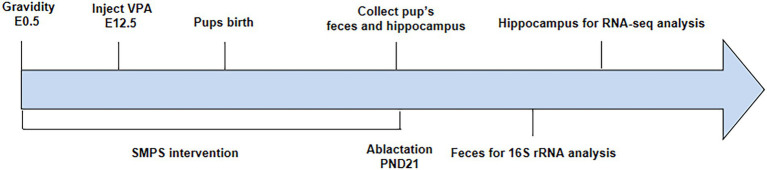 Schematic representation of the experimental procedure.