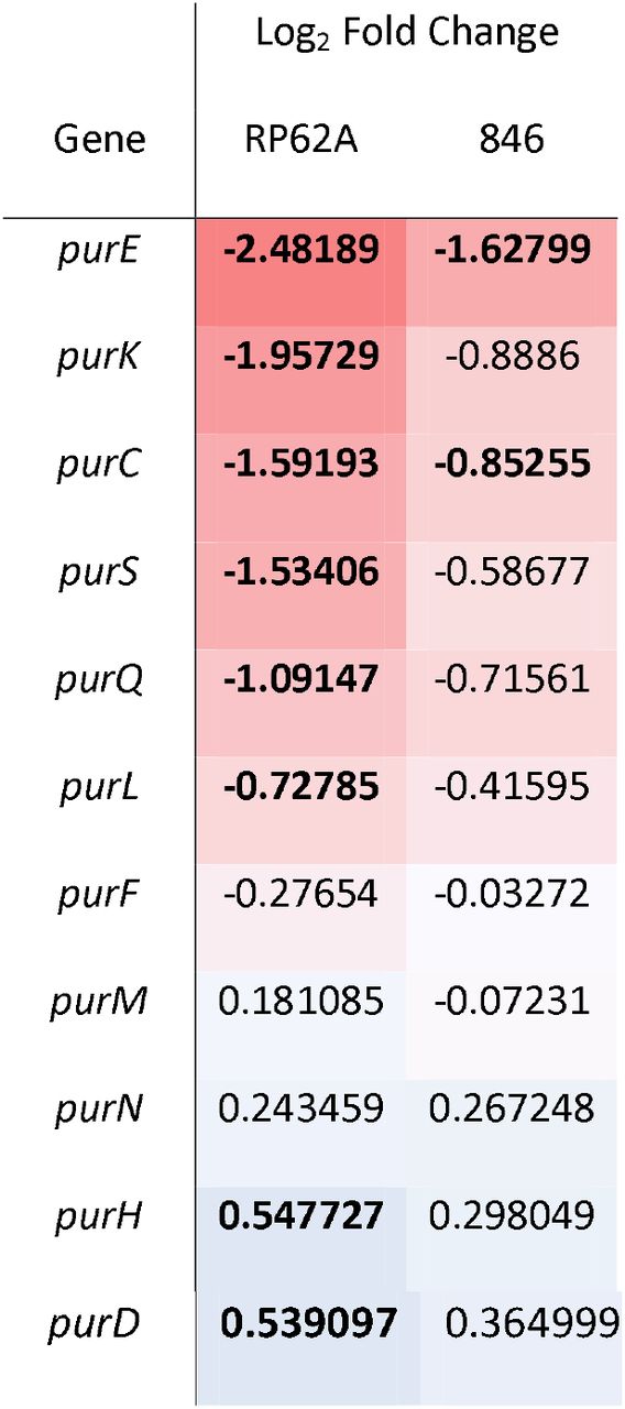 Log2 fold change in expression of genes in the pur operon after exposure of S. epidermidis strains RP62A and 846 to human synovial fluid compared to a rich medium control, as quantified using DESeq2.Bold text denotes significant result (p adj < 0.05)