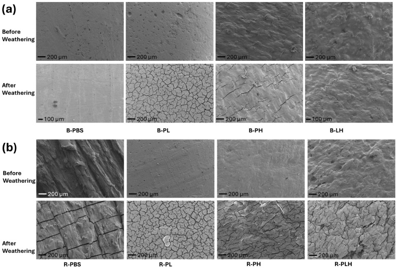 Scanning electron micrographs showing the effects of weathering on (a) blended and (b) DCP-reacted PBS–lignin–hemp composite.