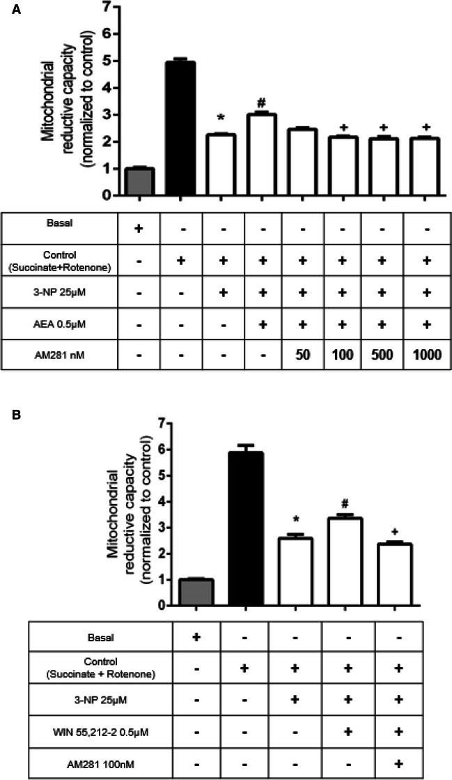 Effects of the selective CB1R antagonist AM281 on the protective efficiency of anandamide (AEA; in A) and WIN 55212–2 (in B) in the mitochondrial reduction capacity of 3-nitropropionic acid (3-NP)-exposed mitochondria. Bars represent mean values ± SEM of n = 5–8 experiments per group in A, and n = 4–5 in B. *p ≤ 0.0001, 3-NP different of control mitochondria (black bar); #p ≤ 0.01, different from 3-NP (white bars); +p ≤ 0.01, different from AEA + 3-NP and WIN 55212–2 + 3-NP. One-way ANOVA followed by Tukey’s test