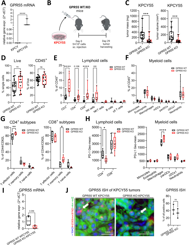 GPR55 deficiency reduces tumor weight and volume in tumors with a GPR55-overexpressing clone (KPCY55). (A) Relative gene expression of GPR55 in KPCY and KPCY55 cell lines. n=3. (B) GPR55 KO and WT mice were subcutaneously (s.c.) injected on day 0 with 5x105 KPCY55 cells. On day 29, tumors were measured ex vivo and used for analysis. (C) Tumor mass and tumor volume from ex vivo measurements of KPCY55 tumors. Data indicate medians, 25th and 75th percentiles, and min-max values from three experiments. n=21-24. (D–H) Flow cytometric analysis of single cell suspensions from KPCY55 tumors showing changes in the lymphoid and myeloid cell populations. (I) RT-qPCR of KPCY55 whole tumor samples from WT and GPR55 KO mice. n=4. (J, left) GPR55 ISH signals (red; representatively indicated by arrows) in tumor cells (YFP tagged) of KPCY55 tumors labeled with anti-GFP antibody (green). Nuclei are stained with DAPI (blue). Calibration bars: 20µm. (J, right) Percentage (%) colocalization of GPR55 mRNA ISH signals with KPCY55 tumor cells. Sections from 3 animals were evaluated. Data indicate medians, 25th and 75th percentiles, and min-max values from one (G), two (H), or three experiments (D–F). n=4-24. Statistical differences were assessed by using two-way ANOVA with Šídák’s multiple comparisons test (E–G) or unpaired Student’s-t test (A, C, D, I, J right). *p<0.05; **p<0.01, ***p<0.001,****p<0.0001; **p<0.01; ****p<0.0001. WT, wildtype; KO, knockout; CD8+ T mem, CD8+ T memory cells; panDCs, pan-dendritic cells; cDCs1, dendritic cell type 1; mDCs, monocyte-derived dendritic cells; NK cells, natural killer cells; ns, not significant γδ T cells, gamma delta T cells; TME, tumor microenvironment.