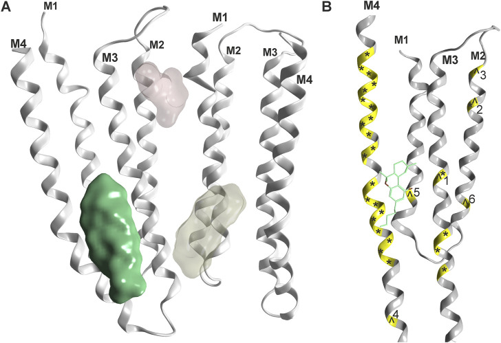 Phytocannabinoid sites on Cys-loop receptors: (A) Overview, one confirmed site (green, rendering of 7M6Q Kumar et al.) and two superposed candidate sites based on mutational evidence and computational docking (Koniuszewski et al., 2022, yellowish and light red). (B) Detailed rendering of 7M6Q with Δ9-THC bound. Mutational sites as shown in Table 1 are color coded on the ribbon in yellow. Mutations in the glycine receptor are marked with an ^ and mutations in the GABAA receptor are marked with an *. Numbers refer to Table 1 for individual mutated sites.