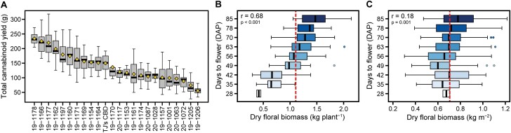Dry floral biomass yield. Total cannabinoid yield (A) (dry stripped biomass×total cannabinoid proportion) by family, ordered by means (yellow diamonds). Boxplots of (B) dry floral biomass (kg per plant) and (C) dry floral biomass (kg m2) by flowering day (DAP). Vertical dotted red lines are population means.