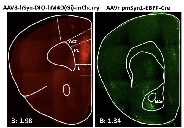 Representative immunofluorescence image showing Cre-dependent hM4Di-mCherry detected at prelimbic (PL) injection site (left) and Cre recombinase at the nucleus accumbens (NAc) core (right).Data derived from Domingo-Rodriguez et al., 2020 [17].