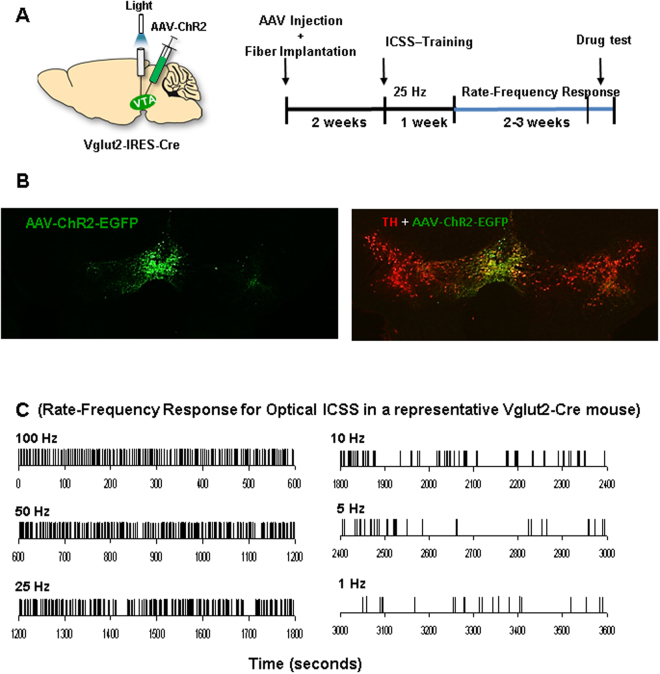 Optical intracranial self-stimulation (oICSS) experiment. (A) Schematic diagrams illustrating the target brain region (VTA) of the AAV-ChR2-GFP microinjection and intracranial optical fiber implantation (left), and the time course of the oICSS experiment (right). (B) Representative images of AAV-ChR2-EGFP expression in the medial VTA. (C) Representative oICSS records in a single session from a single mouse under descending stimulation frequency (from high to low, 10 min per frequency), indicating that photoactivation of VTA glutamatergic neurons in Vglu2-Cre mice induced robust oICSS behavior (lever presses) in a stimulation frequency-dependent manner.