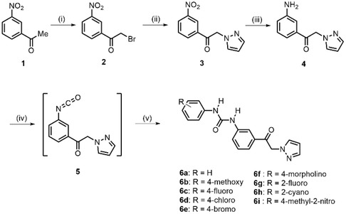 Schematic representation for the synthesis of diarylurea derivatives 6a–6i. i) Br2, CHCl3, 0 °C, 1.5 h; ii) 1H‐pyrazole, dry DMF, 0 °C, then K2CO3, H2O, r.t.; iii) FeSO4.7H2O, 25% NH4OH, 95% EtOH, reflux, 2 h; iv) (Cl3CO)2CO (1/3 equiv.), dry THF, dry Et3N (2 equiv.), 0 °C, 2 h; v) RC6H4NH2 (R=H, 4‐MeO‐, 4‐F‐, 4‐Cl‐, 4‐Br‐, 4‐morpholino‐, 2‐F‐, 2‐CN‐, 4‐methyl‐2‐nitro‐) (2 equiv.), dry THF, 1.5–60 h, r.t.