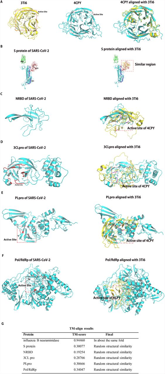 A: Alignment of the structure of influenza A neuraminidase and influenza B neuraminidase. B: Alignment of the structure of S protein and influenza A neuraminidase; C: Alignment of the structure of NRBD and influenza A neuraminidase; D: Alignment of the structure of 3CLpro and influenza A neuraminidase; E: Alignment of the structure of PLpro and influenza A neuraminidase; F: Alignment of the structure of Pol/RdRp and influenza A neuraminidase; G: Results of TM-align. NRBD: N-terminal RNA-binding domain; Pol/RdRp: RNA-directed RNA polymeras; PLpro: papain-like protease; 3CLpro:3C-like protease; S protein: Spike Protein;