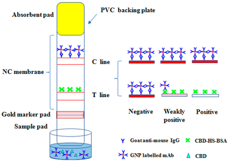 Schematic illustration and principle of the sensor.