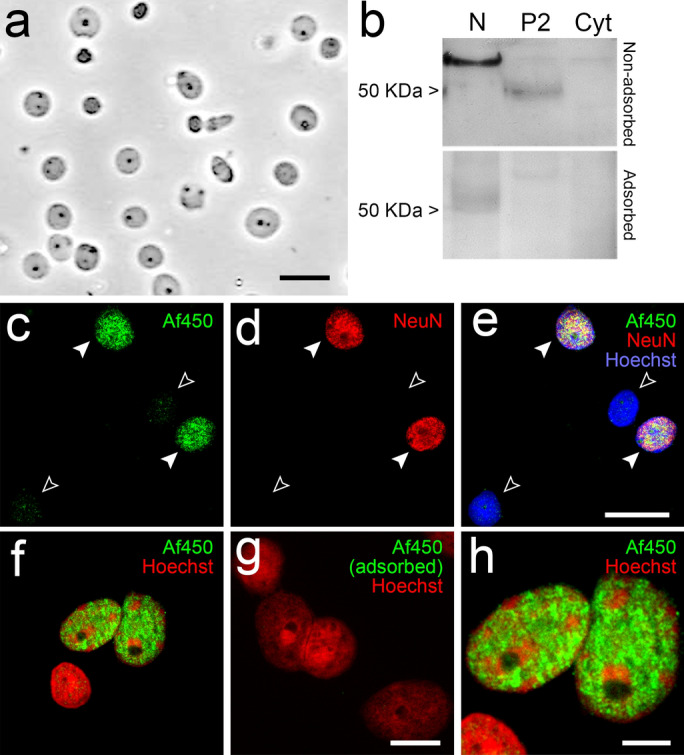 Analysis of immunoreactivity of the goat polyclonal Af450 antibody in intact nuclei (N) isolated from adult rat brain cortex. a Representative image of phase-contrast microscopy of nuclei isolated from a homogenate of adult rat cerebral cortex showing no debris or contamination by other organelles. Scale bar: 20 µm. b Western blot analysis of N, P2 and Cyt from the adult rat brain cortex using Af450 antibody. Bands of ~ 62 kDa and ~ 50 kDa detected in N and P2 samples, respectively, disappeared after preadsorption of the antibody with the immunizing peptide. Equal amounts of protein (10 µg/lane) were loaded and run in parallel. c–e Double immunofluorescence labelling with Af450 (pseudocoloured green) and anti-NeuN/Fox-3 (NeuN, pseudocoloured green) antibodies combined with Hoechst’s staining (pseudocoloured blue). The Af450 antibody detected a strong signal in every NeuN-immunopositive nucleus (filled arrowheads), whereas very weak or no staining was observed in nuclei devoid of NeuN/Fox-3 (empty arrowheads). Scale bar: 20 µm in e (applies to c–d). f–h Combined immunofluorescence with the Af450 antibody (pseudocoloured green) and Hoechst’s chromatin staining (pseudocoloured red) in isolated cell nuclei from the adult rat cortex before (f) and after (g) incubation of the primary antibody with the specific blocking peptide. The higher-magnification micrograph (h) of the nuclei shown in f depicts the non-overlapping pattern between Af380 immunofluorescence and patches of intense Hoechst’s staining. Scale bars: 10 µm in g (applies to f–g); 5 µm in h