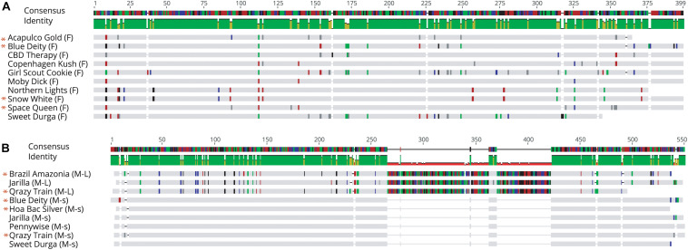 Sequence alignment of PCR fragments from female and male Cannabis sativa plants corresponding to the 540 bp band in female strains (F), the 540 bp band in male strains (M-L) and the 390 bp band in male strains (M-s). Only overlapping sequences were aligned for comparison. (A) Female sequence alignment showed 89.4–100% identity. The “*” designates sequences which have been submitted to NCBI with Accession Nos. MK093855, MK093861, and MK093858, respectively. (B) Male sequence alignment showed 95.1–97% identity in M-L and 97.5–100% sequence identity in M-s. There are 2 regions of DNA present in the 540 bp bands that are absent in the 390 bp male bands, indicating indels in this region. All 390 bp male sequences share this deleted region. The “*” designates sequences which have been submitted to NCBI with Accession nos. MK093856, MK093859, MK093854, MK093857, MK093862, and MK093860, respectively.