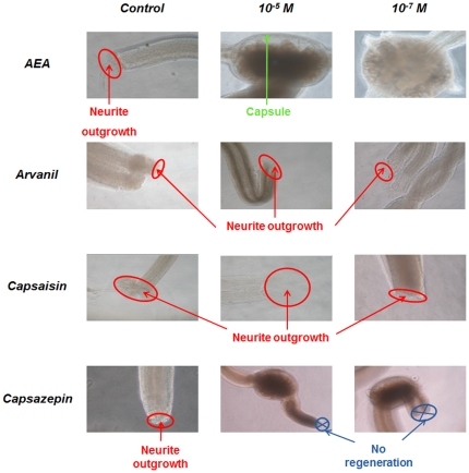 Cannabinoids affect neurite outgrowth from cut nerves in cultured segments of the CNS. In vitro leech nerve cord culture and neurite outgrowth assays with arvanil, capsaicin, capsazepin at concentration of 10−5M or 10−7M. Neurite outgrowth is indicated as well as the ones non regenerating.