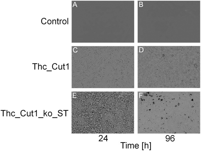 SEM surface characterization of PBS films. (A,B) control reactions (polymer film + buffer only); (C,D) Thc_Cut1-catalyzed hydrolysis (polymer film + Thc_Cut1 in buffer); (E,F) Thc_Cut1_ko_ST-catalyzed hydrolysis (polymer film + Thc_Cut1_ko_ST in buffer). All samples were measured after 24 (left column) and 96 h (right column) of treatment. It's clearly visible the increase of the hydrolysis reaction from 24 to 96 h (C–F) and the higher damage to the film by Thc_Cut1_ko_ST that yield, after 96 h to holes that go throughout the film (E).