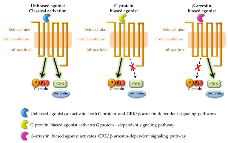 Simplified scheme representing classical and biased GPCR signaling. In classical (unbiased) GPCR activation, a G protein-dependent as well as β-arrestin-dependent pathways can be activated. In case of binding of biased agonist, the signaling can be biased either toward G protein-dependent signaling pathway or β-arrestin-dependent signaling pathway.