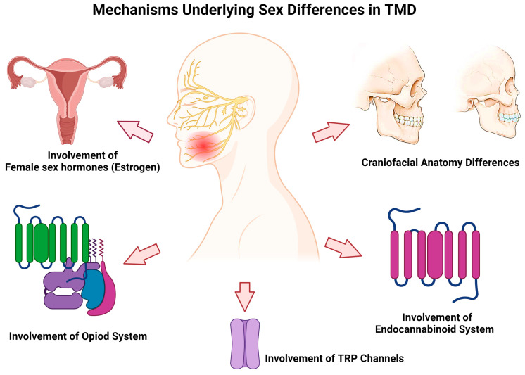 A schematic diagram showing that multidimensional factors contribute to sex difference in TMDs, including craniofacial anatomy, sex hormones, opioid and endocannabinoid systems, and TRP channels.