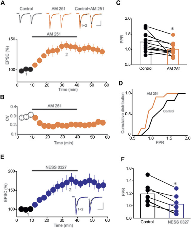 Tonic eCB signaling controls baseline glutamatergic synaptic transmission. (A) Blockade of CB1Rs with AM 251 potentiates the amplitude of eEPSCs. Lower panel is a summary graph of the potentiation of eEPSCs induced by AM 251 (3 µM; n = 15). Upper panel depicts sample eEPSC traces taken before and during AM 251 application. Calibration bars: 50 pA, 20 ms. (B) Summary graph of the effect of AM 251 on the CV (n = 15). (C) Summary histogram of the average PPR determined in control and during AM 251 administration (*p < 0.05; paired t-test; n = 12). (D) Cumulative distribution of the PPR of EPSCs determined in the control condition and in the presence of AM 251 (p < 0.01; K-S test; n = 16). (E) The neutral CB1R antagonist NESS 0327 (1 µM; n = 12) potentiates the amplitude of eEPSCs. Inset illustrates superimposed eEPSC traces taken before and during NESS application. Calibration bars: 50 pA, 20 ms. (F) Summary histogram of the effect of NESS 0327 on PPR (*p < 0.05; paired t-test; n = 7).