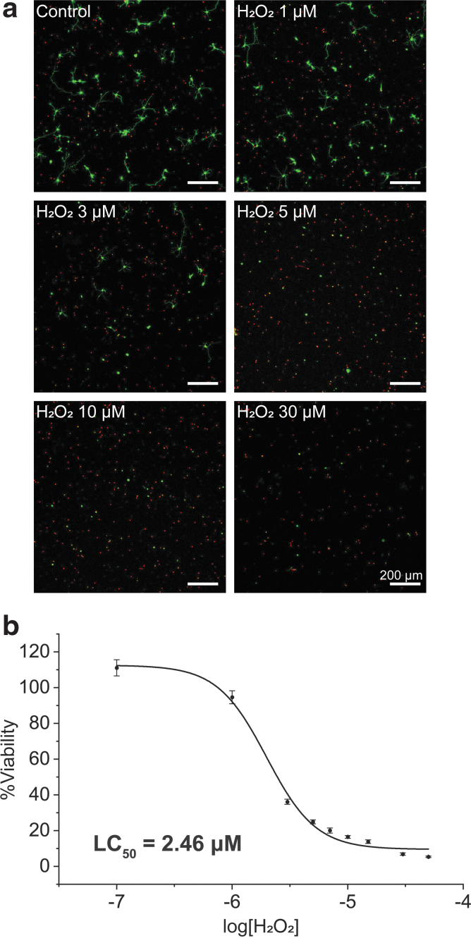 Neurotoxicity of H2O2 to primary hippocampal neurons. The neurons were treated with H2O2 (0, 0.1, 1, 3, 5, 7, 10, 30, and 50 μM) at 1 DIV, and the CLSM images were taken after 24 h of incubation. (a) CLSM images of hippocampal neurons with different H2O2 concentrations. (b) A graph of %viability versus log[H2O2]. LC50 was calculated as the concentration at which the %viability was 50%. Data are expressed as mean±SE of n=3 each with three replicates. H2O2, hydrogen peroxide.