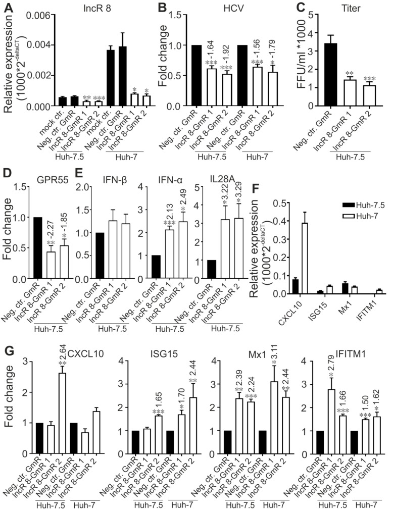 Suppression of lncR 8 inhibits HCV infection and promotes ISGs expression in both Huh-7.5 and Huh-7 cells. (A)The efficiency of GmRs suppressing lncR 8 was determined by qRT-PCR in Huh-7.5 and Huh-7 cells. One day prior to HCV treatment, GmRs targeting lncRNA candidates and Neg. ctr. GmR were transfected in cells. Cells treated with mock ctr. (without GmRs) were also detected to show that no unspecific influence was induced by Neg. ctr. GmR on lncR 8. Cells were collected at 48 h post HCV infection. qRT-PCR data of targeted genes was normalized to GAPDH. The data are shown as the mean ± SEM of at least three independent experiments. * p ≤ 0.05, ** p ≤ 0.01, and *** p ≤ 0.001. HCV RNA and virus titer after GmR treatment were detected by qRT-PCR (B) and focus-forming units (FFU) assay (C). GPR55 (D), IFNs (E), and ISGs (G) expression were also detected. Basal relative expression level of ISGs expression in Huh-7.5 and Huh-7 cells was shown in (F). Altered mRNA expressions with significance are marked with numbers at the top of the bar. The numbers indicate fold changes of expression after GmRs treatment, where positive numbers mean upregulation, negative numbers mean downregulation.