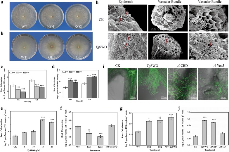 The colonization of NJAU4742 strain on cucumber roots after being treated by various FRDP. a The morphological characteristics of TgSWO knockout mutants; KO1 and KO2 were two relatively independent mutants. b The morphological characteristics of TgSWO overexpressed mutants; OE1 and OE2 were two relatively independent mutants. c The colonization of the KO mutants (KO1 and KO2) on the roots of the cucumber seedlings, with the wild-type used as a control, and each bar represent the mean of three biological replicates with SE. d The colonization of the OE mutants (OE1 and OE2) on the roots of the cucumber seedlings, with wild-type used as the control, and each bar representing the mean of three biological replicates with SE. e The colonization of NJAU4742 strain on the cucumber roots after being treated by TgSWO at different concentrations (5, 10, 15, and 20 μM), and CK was without TgSWO. f Comparison of the colonization of different strains on the cucumber roots; KO + TgSWO indicates TgSWO was added exogenously to the KO1 mutant 48 h after being inoculated. g Comparison of the colonization of the different strains on the cucumber roots, and WT + TgSWO indicates TgSWO was added exogenously to the wild-type 48 h after inoculation. h SEM observations of root colonization of NJAU4742 strain. i CLSM analysis results of GFP-marked NJAU4742 strain colonizing the cucumber roots in TgSWO (15 µM), ΔCBD (7 µM), ΔYoaJ (10 µM), and CK was without any proteins. j The quantification of root colonization of the wild-type under the different treatments. Each bar represents the mean of three biological replicates with SE. Statistically significant difference as evaluated by one-way ANOVA: *P < 0.05; **P < 0.01, ***P < 0.001