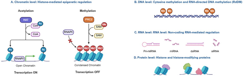 Diagram illustrates four levels of epigenetic gene regulation: chromatin modifications with acetylation activating transcription and methylation repressing it, DNA methylation, non-coding RNA-mediated RNA regulation, and histone-modifying protein interactions.