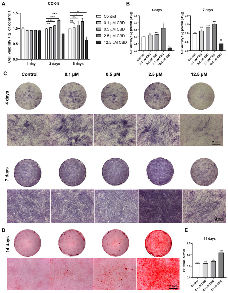 CBD promotes the cell viability and odontogenic/osteogenic differentiation ability of hDPSCs. (A) The cell viability of DPSCs was detected by CCK-8 assay. (B) Alkaline phosphatase activity. (C) Alkaline phosphatase staining. (D) Alizarin red staining. (E) Quantification of the mineralized matrix from alizarin red staining. Scale bar: 2 mm. Significant effect of the treatment compared to the control group, * p < 0.05, ** p < 0.01, and *** p < 0.001.