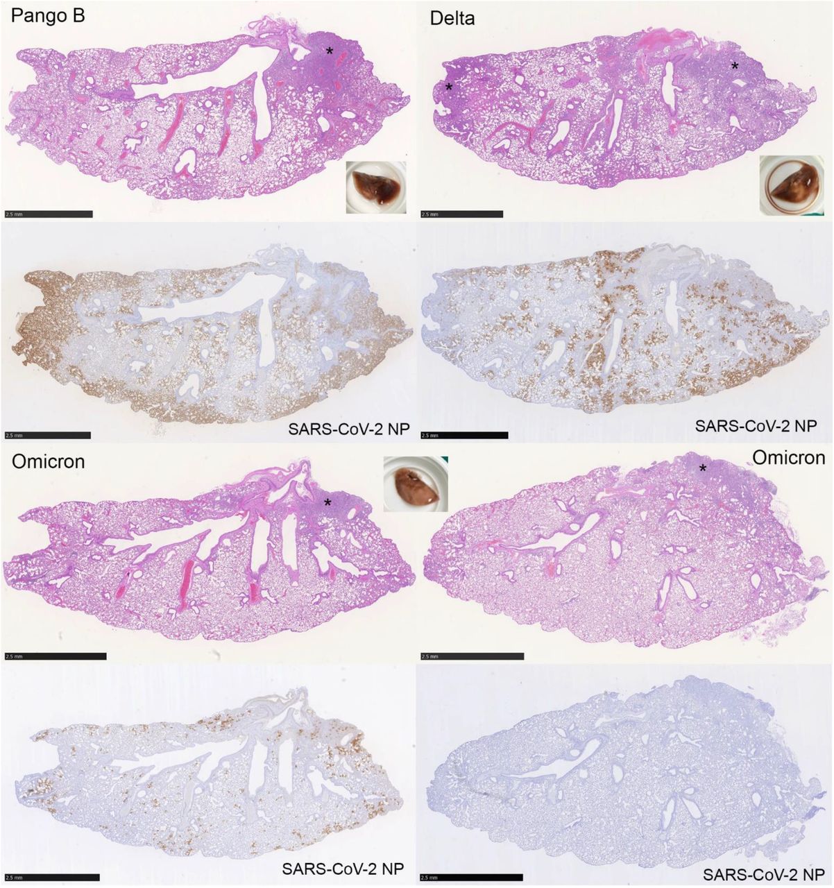 Gross and histological features and viral antigen expression in the lungs of SARS-CoV-2 infected mice.K18-hACE2 mice were challenged intranasally with 103 PFU SARS-CoV-2 Pango B, Delta or Omicron variants (n = 6 per group). Gross images and longitudinal sections of the left lung, stained with HE (top) and for SARS-CoV-2 nucleoprotein (NP) expression (bottom). Pango B and Delta infected animals. Gross examples of the lungs, with large patches of dark red discolouration. Histologically, there are large areas of consolidation (*). Overall, the lung parenchyma exhibits an increased interstitial cellularity. HE stain. Immunohistology shows extensive viral antigen expression throughout the lung parenchyma. Omicron infected animals. Gross example of the lungs which appeared unaltered. Histologically, the lung parenchyma appears widely unaltered. There are only small patches of consolidation (*). Immunohistology shows multiple small patches of alveoli with viral antigen expression in one animal (left), whereas viral antigen cannot be detected in another mouse in the same group (right).