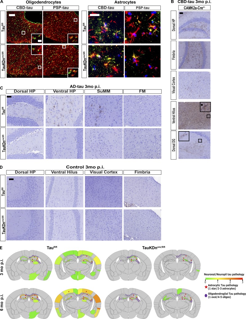 Characterization of tau pathology in mice injected with AD-tau, CBD-tau, and PSP-tau. (A) IF double-labeling of Olig-2 (green) and AT8 (red) in the fimbria, and GFAP (red) and AT8 (green) in the dorsal hippocampus in Taufl/fl mice (n = 6 CBD-tau, n = 4 PSP-tau) and TauKDncre;fl/fl mice (n = 7 CBD-tau, n = 4 PSP-tau). Two independent experiments. Scale bars, oligodendrocytes, 50 µm; insets, 25 µm; astrocytes, 25 µm. (B) AT8 IHC in CBD-tau–injected CAMK2a-Cre+ mice (n = 4). Two independent experiments. Scale bar, 50 µm, insets, 10 µm (C) AT8 IHC in AD-tau–injected TauKDncre;fl/fl mice (n = 5) and Taufl/fl mice (n = 4). Two independent experiments. Scale bar, 50 µm. DG, dentate gyrus; FM, fimbria; SuMM, supramammillary nucleus. (D) AT8 IHC in control-brain lysate–injected TauKDncre;fl/fl mice and Taufl/fl mice (n = 4 each). (E) Heatmaps of neuronal tau pathology on a scale of 0 (gray) to 3 (red) of PSP-injected Taufl/fl and TauKDncre;fl/fl mice 3 and 6 mo p.i. Astrocytic tau aggregates in red stars and oligodendroglial tau inclusions in purple ovals.