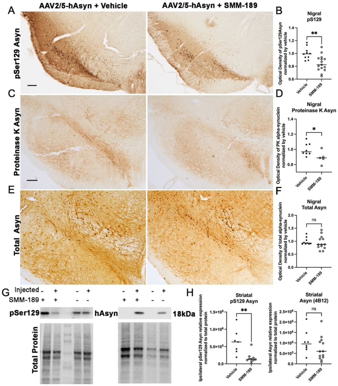 Modulation of CB2 with SMM-189 decreases accumulation of pSer129 alpha-synuclein in the lesioned nigra.Representative images of pSer129 Asyn (A, scale bar=250μm), proteinase K-insoluble Asyn (C), and total human Asyn (E) in rats that received AAV2/5-hAsyn and treated with either vehicle or SMM-189. Quantification of low cohort rats treated with SMM-189 normalized to vehicle showed reduced pSer129 Asyn (abcam ab512253, B) compared to vehicle and reduced intensity of proteinase K-insoluble Asyn (D). Total human Asyn did not differ between groups when evaluating the optical density of Asyn-ir within the lesioned nigra normalized by vehicle (F). Representative western immunoblots of pSer129 and total human synuclein from striatal lysates and their corresponding total protein used for normalization (G). Quantification of western bands of hemispheres ipsilateral to the AAV2/5-hAsyn injections demonstrate that pSer129 was significantly reduced following SMM-189 treatment, but human Asyn was not different between treatments (H). *p<0.05, **p<0.01