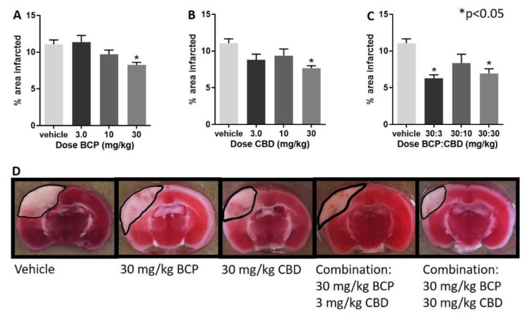 Beta-caryophyllene (BCP), cannabidiol (CBD) and BCP + CBD combinations significantly reduced infarct size in a mouse model of permanent ischemia (photoinjury). X axis: treatment (all mice exposed to photothrombosis and either vehicle or a dose of BCP, CBD, or their combination), Y axis, infarct area in mm2. (A) BCP treatment led to a significantly smaller infarct size as compared to vehicle treatment (* p = 0.005). (B) CBD treatment led to a significantly smaller infarct size as compared to vehicle treatment (* p = 0.018). (C) BCP + CBD treatment led to a significantly smaller infarct size as compared to vehicle treatment (* p = 0.001). Data are expressed as mean and SEM and were analyzed utilizing one-way ANOVA with Dunnett’s multiple comparison test. (D) The center of the lesion is in parietal cortex area 1 at approximately –2.0 mm from Bregma. The infarct size is measured with TTC staining. BCP treatment led to more shallow but broader damage, CBD treatment led to a narrower but deep, infarct, and the combinations combined these two characteristics with a more narrow and shallow range of damage.