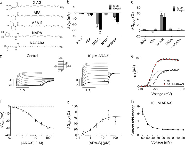 Specific endocannabinoids activate the hKV7.2/3 channel expressed in Xenopus oocytes. (a) Molecular structure of 2-AG, AEA, ARA-S, NADA, and NAGABA. (b and c) Mean shift in V50 (ΔV50; b) and mean increase in GMAX (ΔGMAX; c) induced by 10 or 100 µM of indicated endocannabinoid on hKV7.2/3. Data shown as mean ± SEM; n = 4–8. Statistics denote Student’s t test compared with a hypothetical value of 0 with a Bonferroni corrected significance value of P < 0.005. ** indicates P < 0.001. (d) Representative current traces of hKV7.2/3 before and after application of 10 µM ARA-S. Arrow indicates an activating voltage step to −60 mV. Insert of used voltage clamp protocol. (e) Representative G(V) curve for the effect of 10 µM ARA-S for the cell shown in d. Dashed line shows the curve for 10 µM ARA-S normalized to GMAX of control. (f) Concentration-response relation for ARA-S effect on V50. Data shown as mean ± SEM; n = 4–11. ΔV50:MAX (maximal shift in V50) = −32 mV; EC50 = 7 µM. (g) Concentration-response relation for ARA-S effect on GMAX. Data shown as mean ± SEM; n = 4–10. ΔGMAX:MAX (maximal increase of GMAX) = 66%; EC50 = 3 µM. (h) Mean hKV7.2/3 current fold increase at different voltages induced by 10 µM ARA-S. Data shown as mean ± SEM; n = 8.