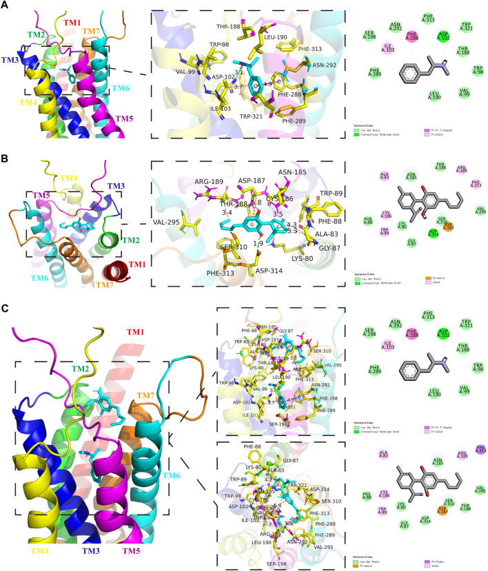 Protein-drug binding simulations. Seven transmembrane domains of DRD1 are shown as multicolor bands. METH or CBD are marked in cyan, while key DRD1 residues are marked in yellow. (A) Docking pose, binding sites, and interactions between DRD1 model and METH. (B) Docking pose, binding sites, and interactions between DRD1 model and CBD. (C) Docking pose, binding sites, and interactions among CBD, METH, and DRD1 model.