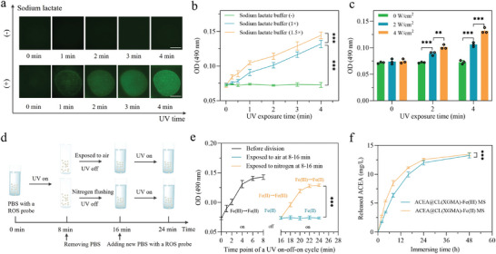 Production of ROS and boosted release of ACEA from ACEA@CL(XGMA)‐Fe(III) MS triggered by UV exposure. a) Detection of ROS production by an ROS probe in the UV‐exposed ACEA@CL(XGMA)‐Fe(III) MSs, which illustrates the necessity of pre‐treatment with sodium lactate buffer. Scale bar = 500 µm. b) Increasing the sodium lactate buffer from 1× to 1.5× accelerated ROS generation. n = 3. c) Increasing the UV light intensity hastened ROS production. n = 3. d) Experimental design for verifying whether the MSs could regain the ROS‐generating ability and exploring the potential conditions. e) Confirmation that the ROS‐generating ability was regained by the MSs in the second cycle of UV exposure when Fe(II) was re‐oxidated by oxygen in air. n = 3. f) Boosted release of ACEA from the MSs triggered by UV exposure due to the transformation in internal structure from dual networks to single network. n = 3. **, p < 0.01; ***, p < 0.001. MS: microsphere; ROS: reactive oxygen species; UV: ultraviolet; OD: optical density; PBS: phosphate buffer solution.