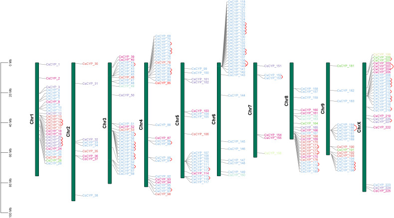 Chromosomal distribution of C. sativa CYPs across 10 chromosomes. Tandem duplications are indicated by arcs. Each CsCYP is color-coded according to its clan, consistent with the scheme used in Figure 2 .
