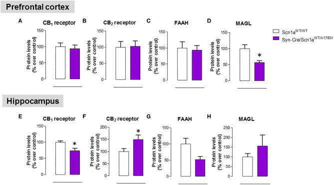 Protein levels for the CB1 and CB2 receptors and the FAAH and MAGL enzymes measured by western blot in the prefrontal cortex and the hippocampus of Syn-Cre/Scn1aWT/A1783V mice compared with Scn1aWT/W animals at PND25. Values are % over controls and correspond to means ± SEM of five to six animals per group. Data were assessed by the Student's t-test (*p < 0.05 vs. the control group).